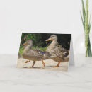 Search for waterfowl cards Cute