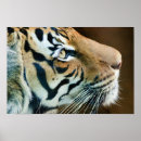 Search for cat profile posters Tiger