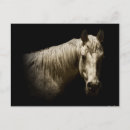 Search for horse postcards White