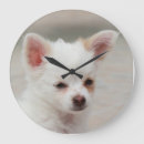 Search for chihuahua clocks Pet