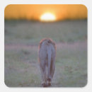 Search for kenya lion stickers Full length