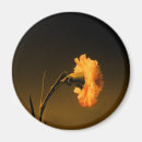 Search for carnations magnets Green