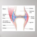 Search for joints posters Human