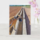 Search for cur cards Canine