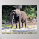Search for elephant posters Photograph