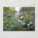 Search for budding postcards Flower