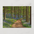 Search for bluebell flowers postcards Landscape