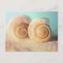 Search for two shells postcards Nautilus