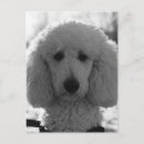 Search for puppy face postcards Dog