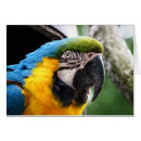Search for pet macaw cards Pets