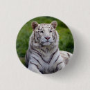 Search for bengal accessories White bengal tiger