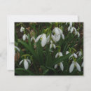 Search for snowdrop flower cards Garden
