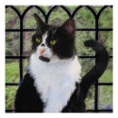 Search for tuxedo cat posters Black and white cat