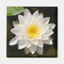 Search for waterlily magnets Waterlilies