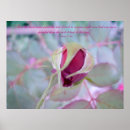Search for rosebud posters Nature