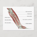 Search for forearm Medical