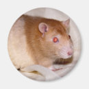 Search for rats magnets Fancy