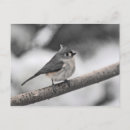 Search for titmouse postcards Wildlife