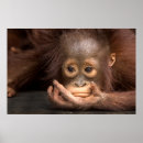 Search for orangutan posters Monkey