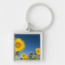 Search for provence Yellow