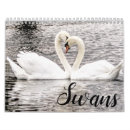 Search for swans swan calendars Cygnets
