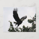 Search for lifted postcards Bird