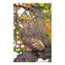 Search for david northcott posters Bird of prey