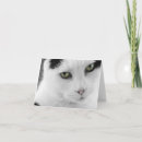 Search for white cat cards Animal lovers
