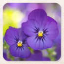 Search for pansy barware Field