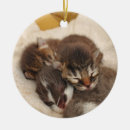Search for sleeping cat christmas tree decorations Baby