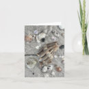Search for shell note cards Florida
