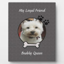Search for loyal friend Puppy