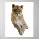 Search for lioness posters Panthera leo