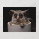 Search for cute monkey postcards Zoo