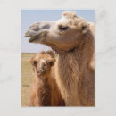 Search for bactrian postcards Camel
