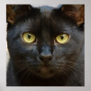 Search for kitty face posters Feline