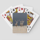 Search for mule deer Antlers