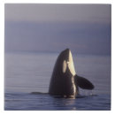 Search for wildlife tiles Coast