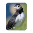 Search for arctica Atlantic