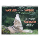 Search for wolves photography Wildlife