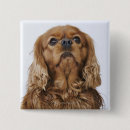 Search for king charles spaniel badges Animal