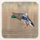 Search for duck coasters Animal