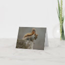 Search for squirrel hello cards Wildlife