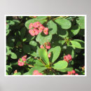 Search for buzzing posters Nature