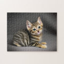 Search for tabby cat puzzles Pet