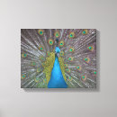 Search for peacock canvas prints Colourful