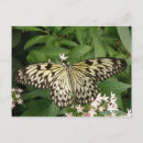 Search for lepidoptera postcards Butterflies