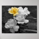 Search for rose colored posters Botanical