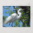 Search for egrets postcards Bird