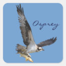 Search for osprey stickers Animal lovers